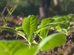 Tabacos de Holguín 01